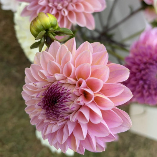 Wine Eyed Jill Dahlia