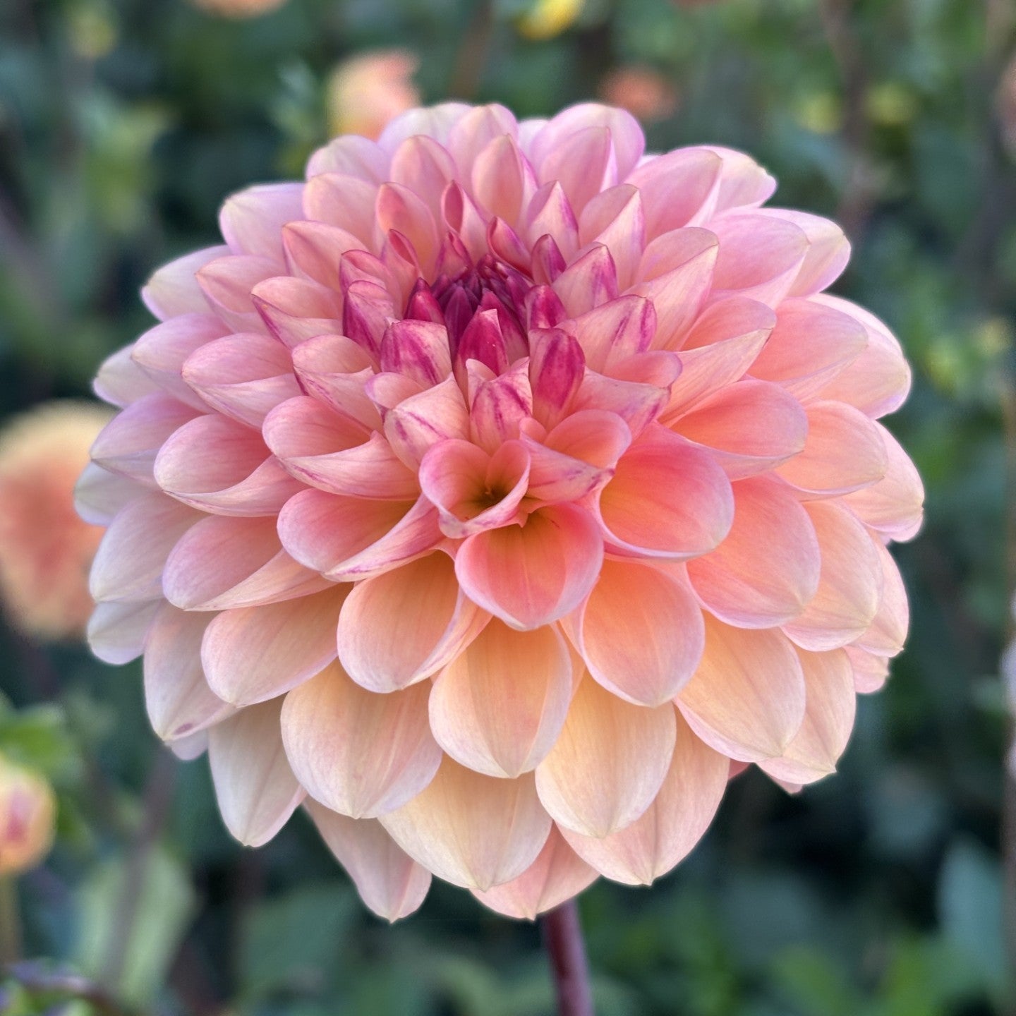 Wine Eyed Jill Dahlia