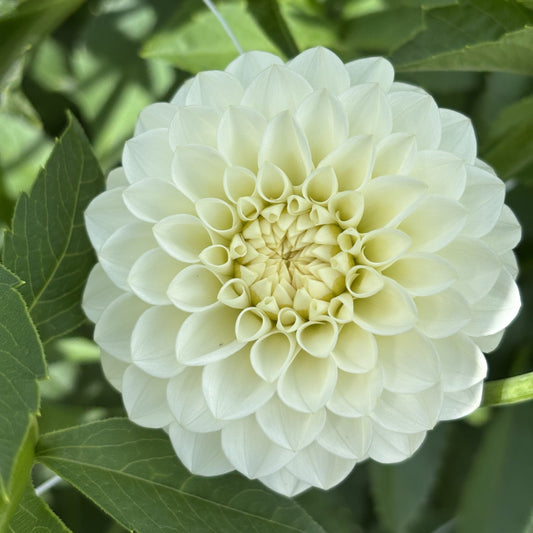 White Aster