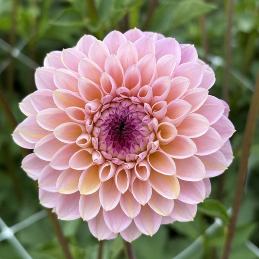 Wine Eyed Jill Dahlia