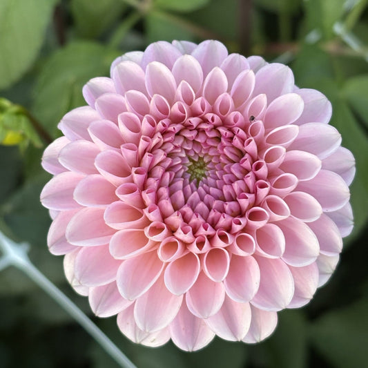 Wizard Of Oz Dahlia