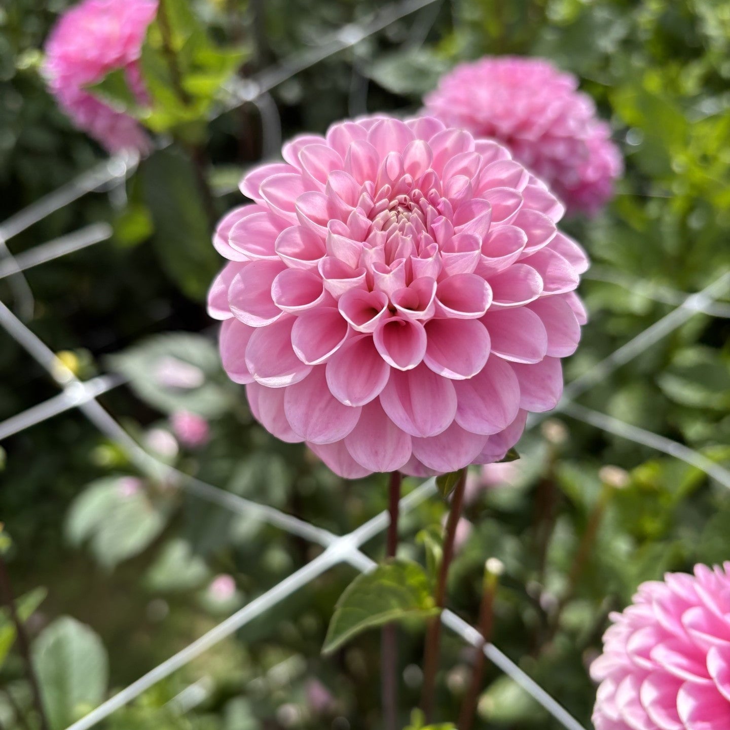 Wizard Of Oz Dahlia