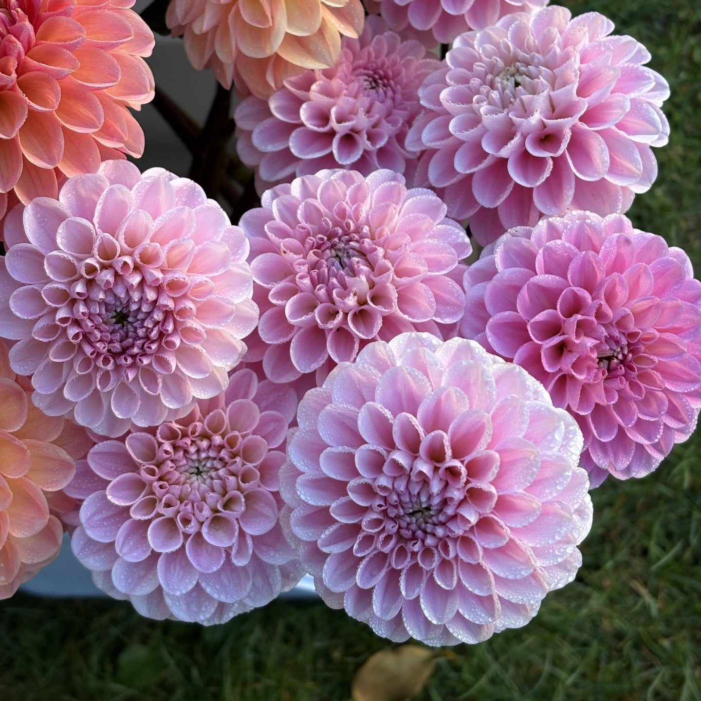 Wizard Of Oz Dahlia
